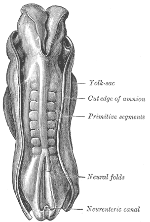 Somites in a human embryo