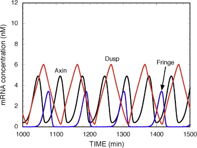 Oscillations in the Notch, Wnt and FGF pathways without coupling