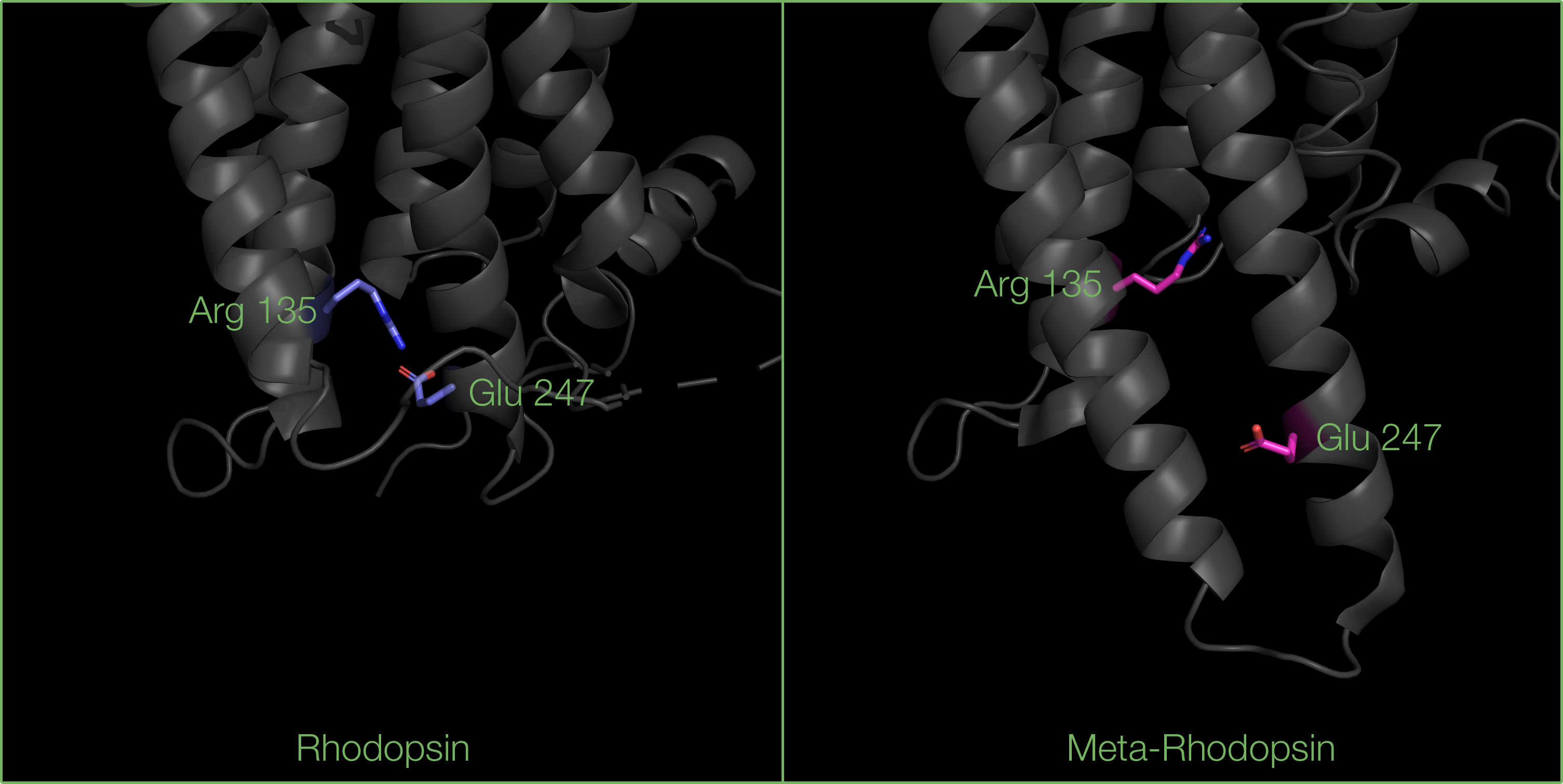 Rhodopsin, salt bridge view