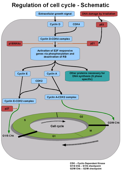 Schematic of the cell cycle