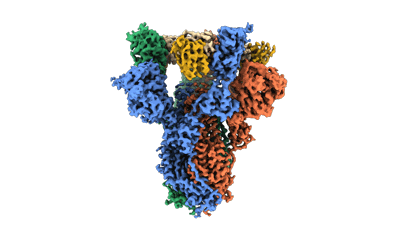 IgG-like bispecific antibodies with potent and synergistic neutralization  against circulating SARS-CoV-2 variants of concern