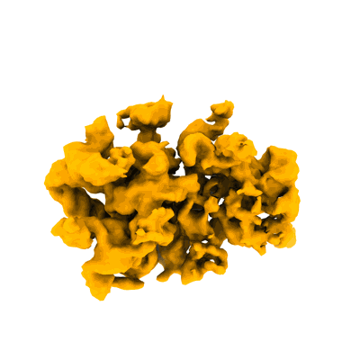 Volume map imageEMD-40517