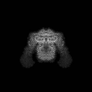 X projection