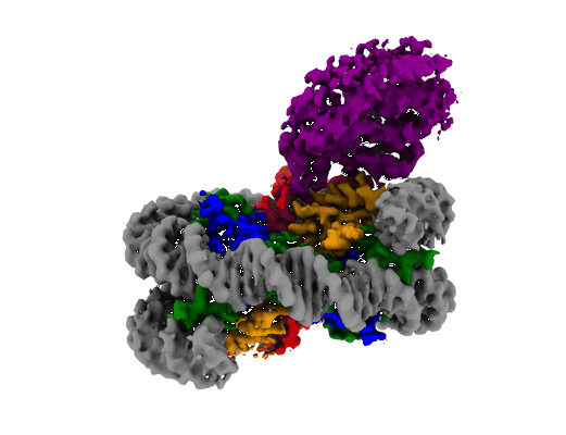 EMPIAR-10513