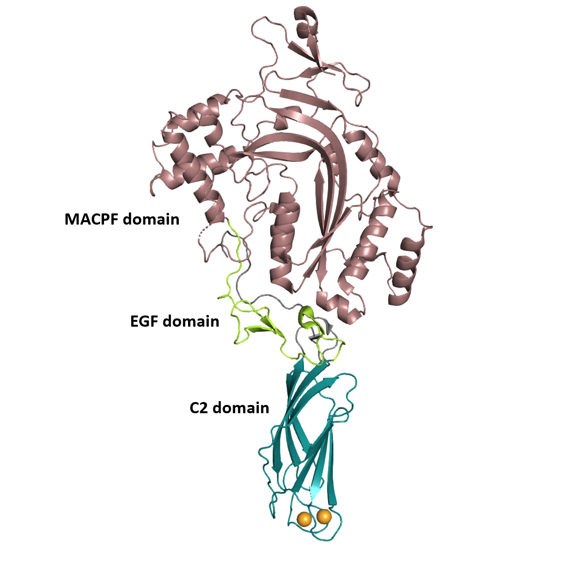 Structure of murine perforin