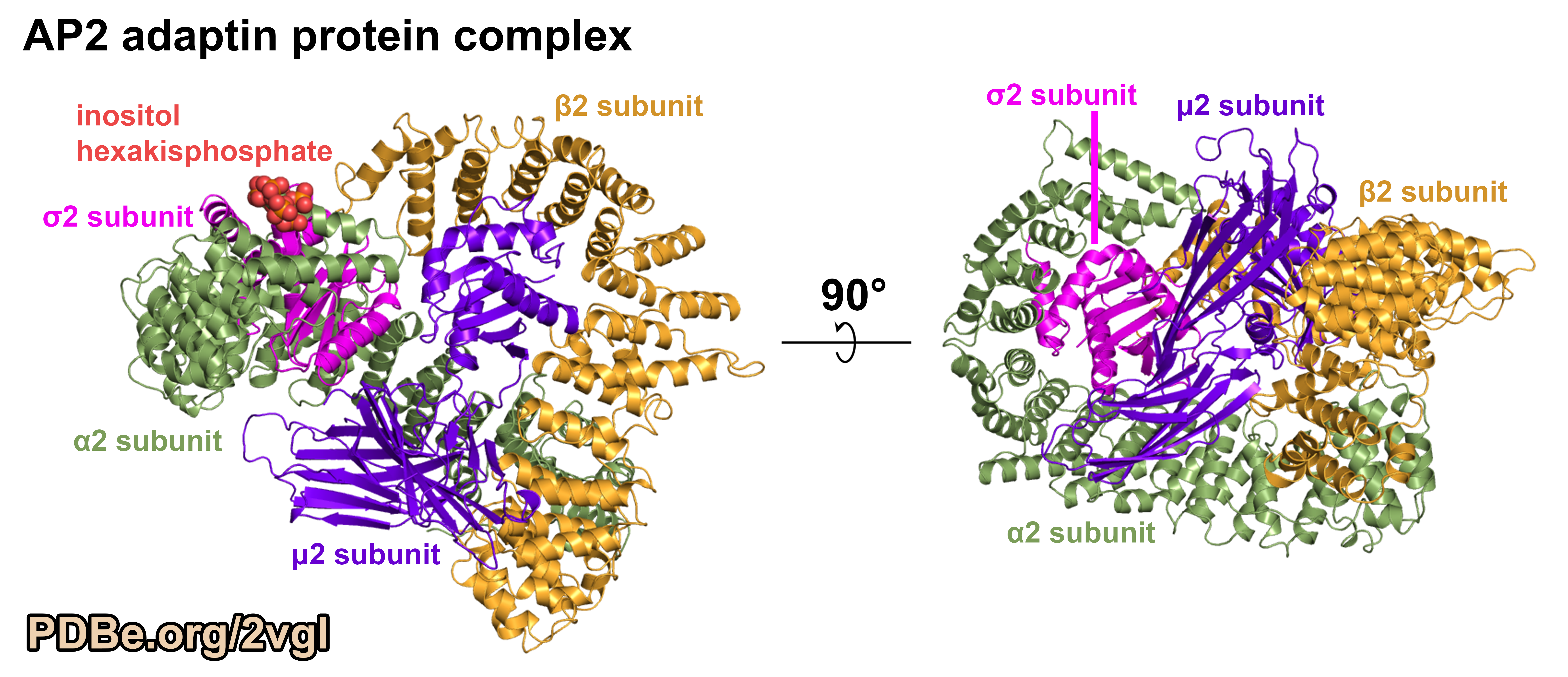 Adaptin protein complex - PDB ID 2VGL