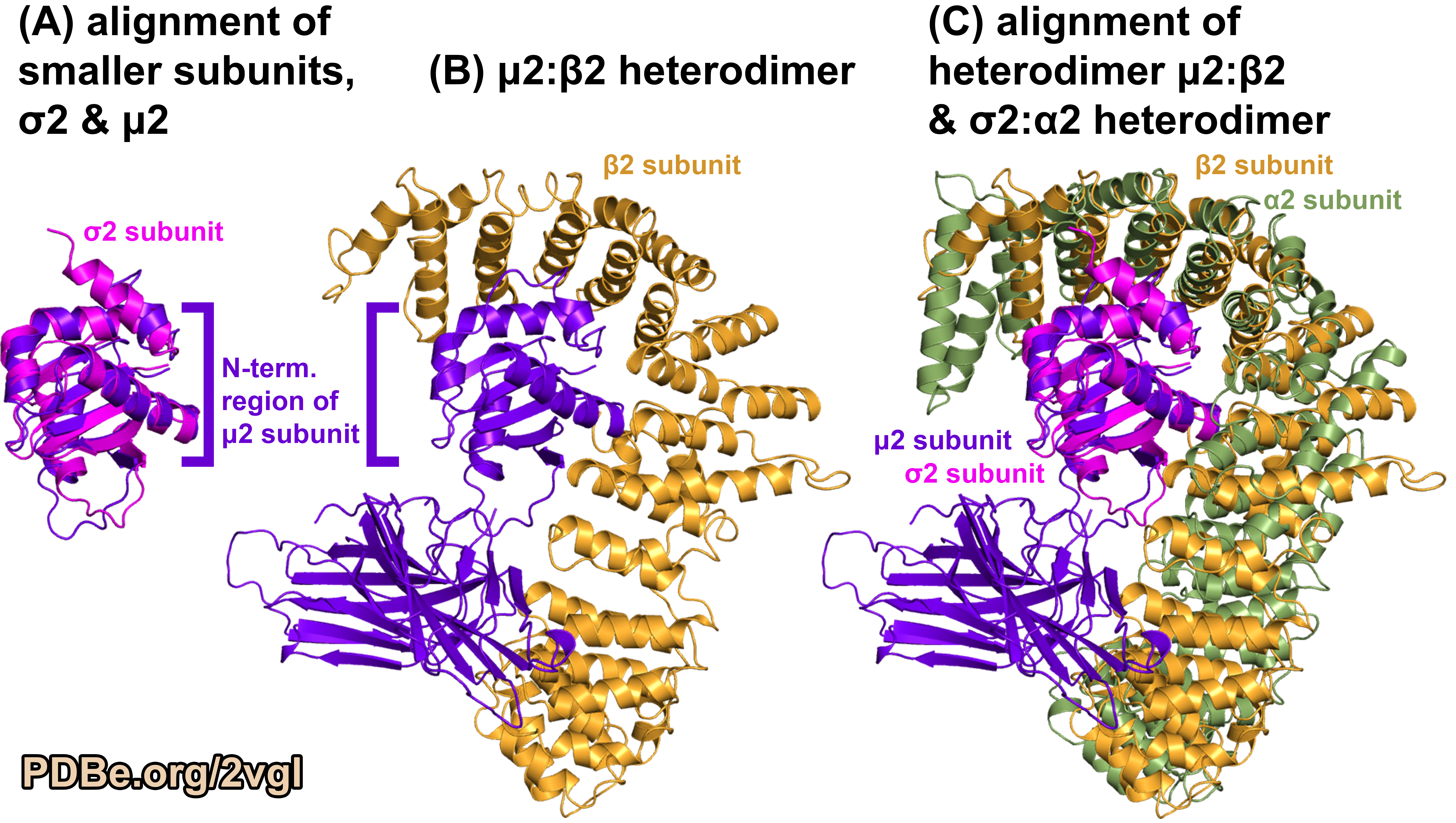 Comparing adaptin complex subunits - PDB ID 2VGL