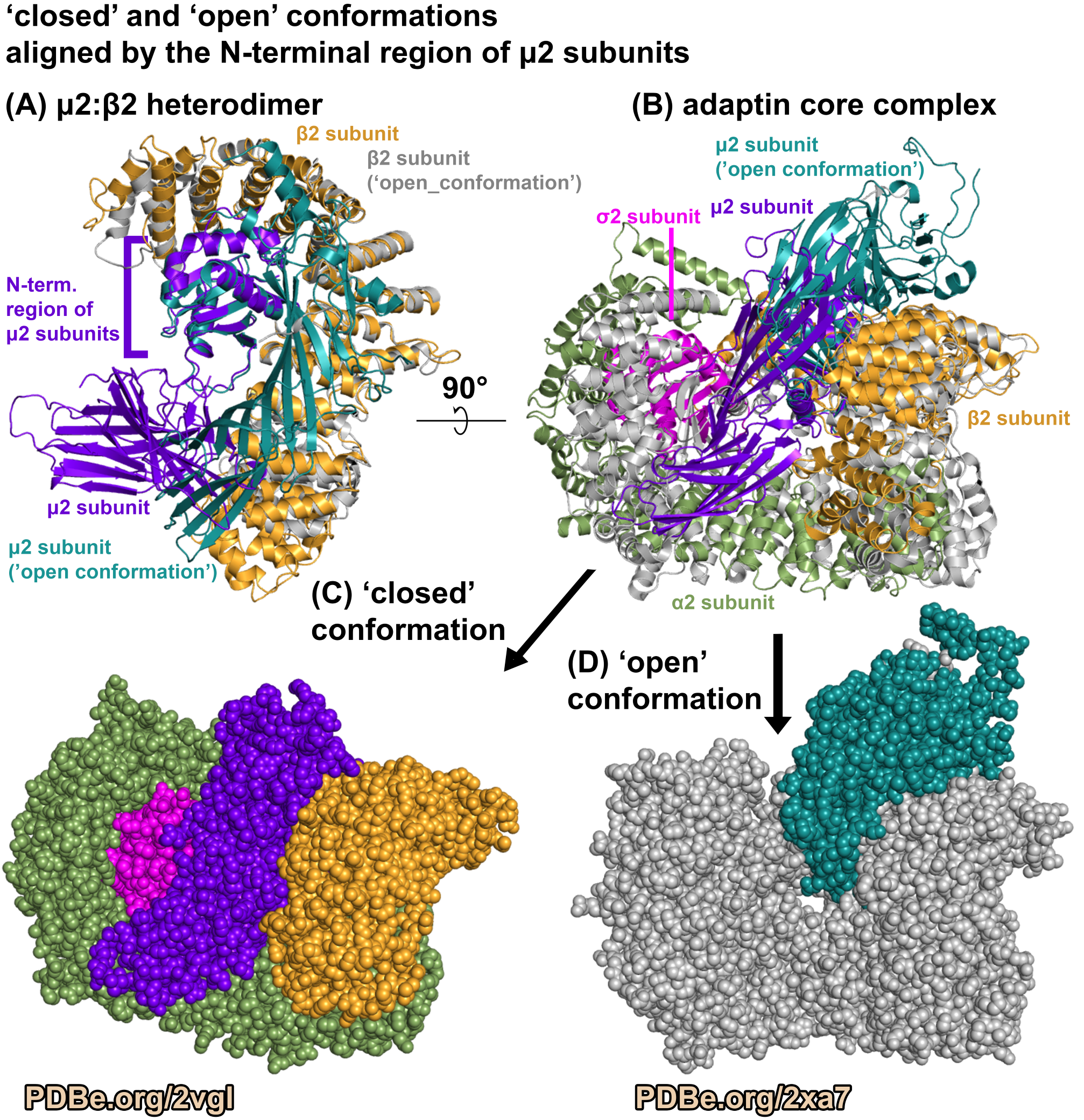 Closed and open conformations of the adaptin complex