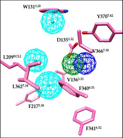Figure 4. Key pharmacophore features of the 5-HT2BR based on PDB ID 5TVN. Positive electrostatic, hydrogen bond donor and hydrophobic pharmacophore features are coloured in blue, green, and cyan, respectively. (14)
