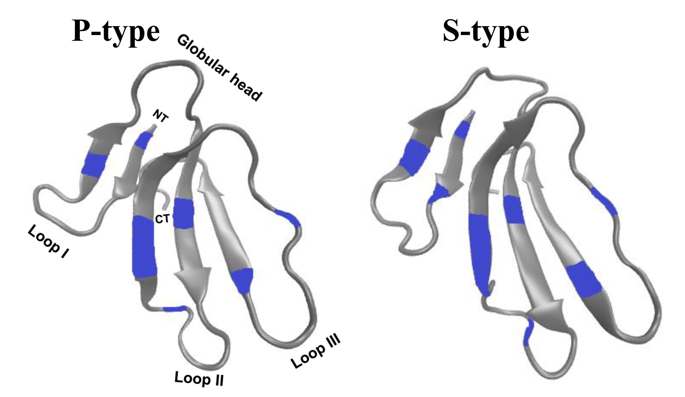 Figure 1. Structures of P-type versus S-type CTXs (Source: 6)
