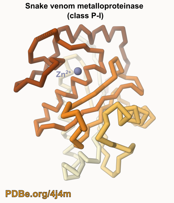 Snake venom protein chain twisted into its 3D-shape
