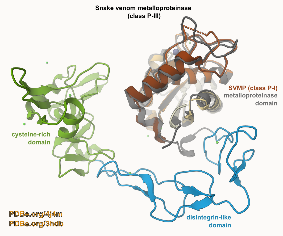 The matrix metalloproteinase domain