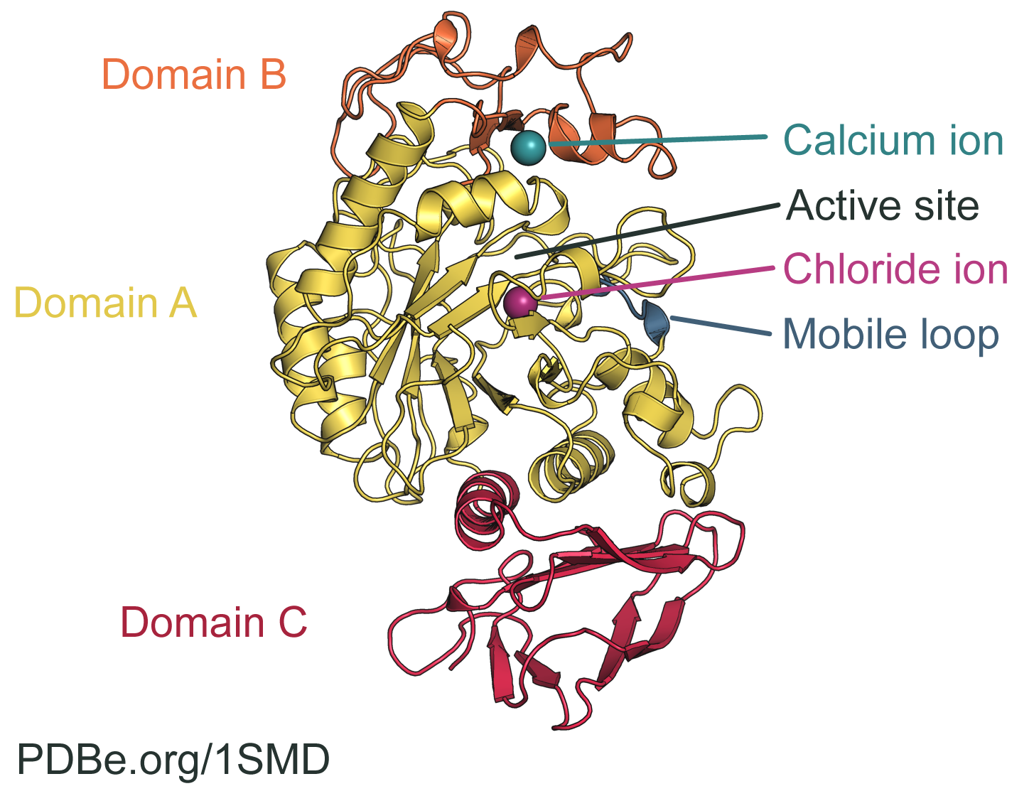 Structure of the human salivary amylase PDB 1SMD