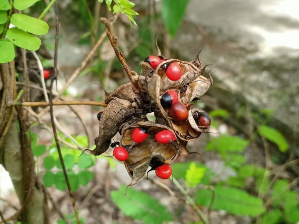 Brightly coloured seeds from Abrus precatorius, (Getty Images/iStockphoto)