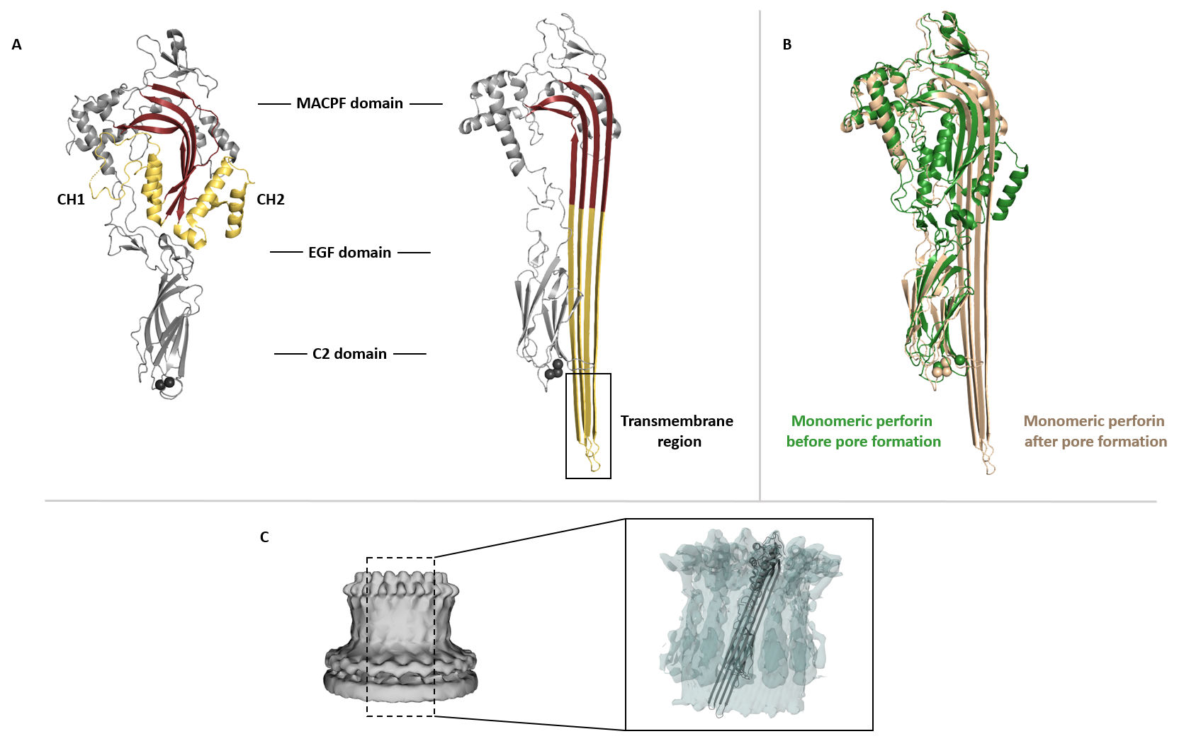 Perforin pore formation. 