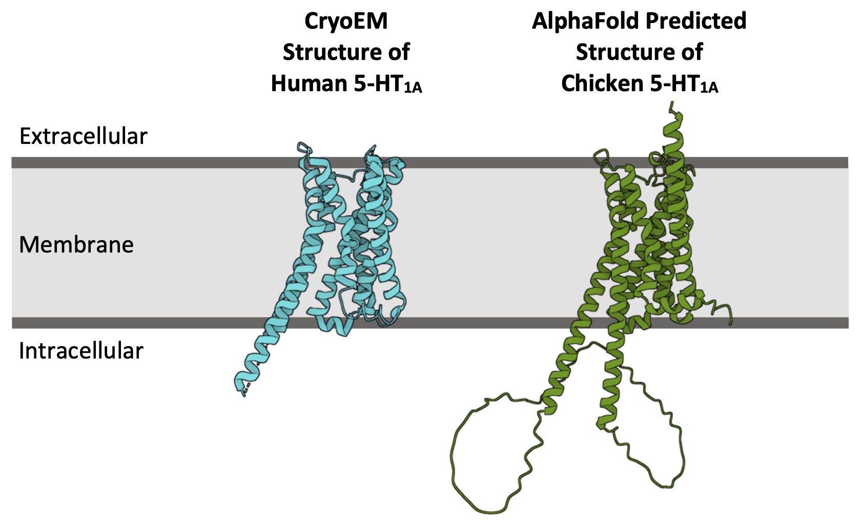 Image displaying comparison of the human and chicken serotonin 1A receptors