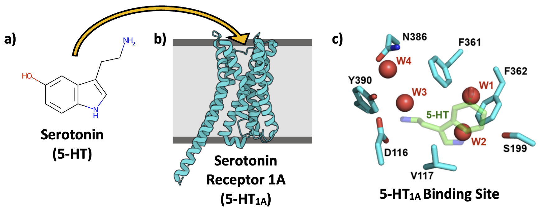 Image highlighting the binding site of serotonin in Human serotonin receptor 1A