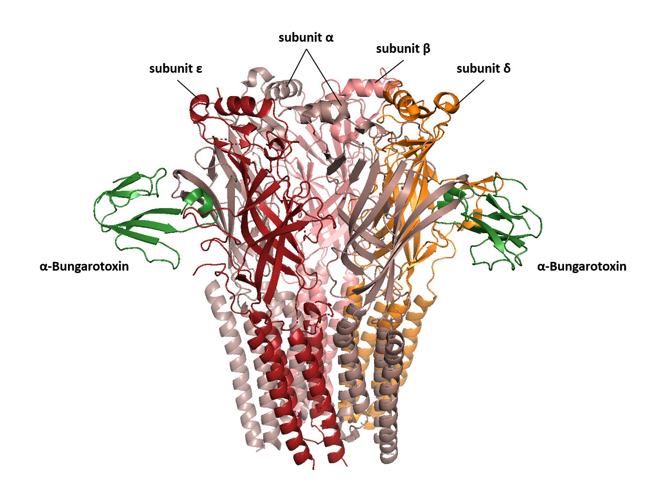 α-Bungarotoxin bound to the α-δ and α-ε interfaces of the human nicotinic acetylcholine receptor (9GU1).