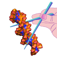 Quips. bZip Transcription Factors: Picking up DNA with chopsticks