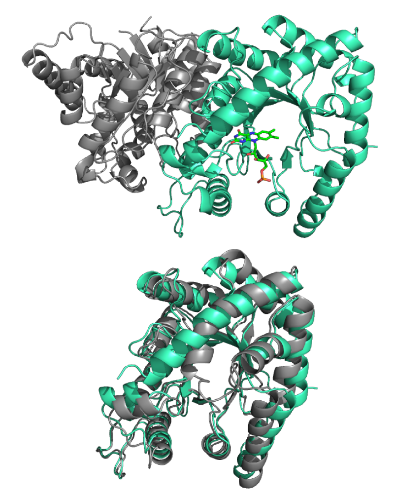 Bacterial luciferase