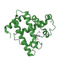 The deposited structure of PDB entry 104m contains 1 copy of SCOP domain 46463 (Globins) in Myoglobin. Showing 1 copy in chain A.