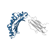 The deposited structure of PDB entry 1a1m contains 1 copy of CATH domain 3.30.500.10 (Murine Class I Major Histocompatibility Complex, H2-DB; Chain A, domain 1) in HLA class I histocompatibility antigen, B alpha chain. Showing 1 copy in chain A.