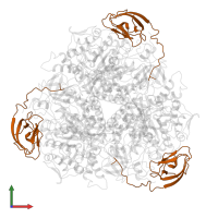 Urease subunit beta in PDB entry 1a5k, assembly 1, front view.