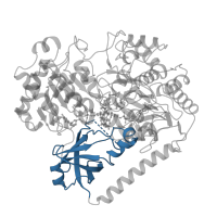 The deposited structure of PDB entry 1aa6 contains 1 copy of CATH domain 2.40.40.20 (Barwin-like endoglucanases) in Formate dehydrogenase H. Showing 1 copy in chain A.