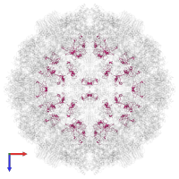 Internal scaffolding protein B in PDB entry 1al0, assembly 1, top view.