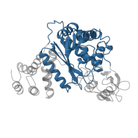 The deposited structure of PDB entry 1azy contains 2 copies of CATH domain 3.40.1030.10 (Pyrimidine Nucleoside Phosphorylase; Chain A, domain 2) in Thymidine phosphorylase. Showing 1 copy in chain A.