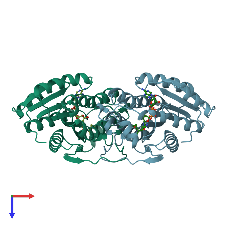 <div class='caption-body'><ul class ='image_legend_ul'>The deposited structure of PDB entry 1b16 coloured by chain and viewed from the top. The entry contains: <li class ='image_legend_li'>2 copies of PROTEIN (ALCOHOL DEHYDROGENASE)</li><li class ='image_legend_li'>[]<ul class ='image_legend_ul'><li class ='image_legend_li'>2 copies of NICOTINAMIDE ADENINE DINUCLEOTIDE 3-PENTANONE ADDUCT</li></ul></li></div>