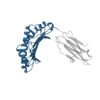 The deposited structure of PDB entry 1bd2 contains 1 copy of CATH domain 3.30.500.10 (Murine Class I Major Histocompatibility Complex, H2-DB; Chain A, domain 1) in HLA class I histocompatibility antigen, A alpha chain. Showing 1 copy in chain A.