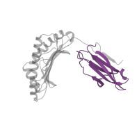 The deposited structure of PDB entry 1bd2 contains 1 copy of Pfam domain PF07654 (Immunoglobulin C1-set domain) in HLA class I histocompatibility antigen, A alpha chain. Showing 1 copy in chain A.