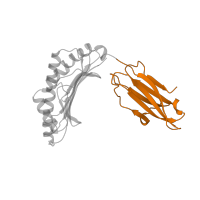 The deposited structure of PDB entry 1bd2 contains 1 copy of SCOP domain 48942 (C1 set domains (antibody constant domain-like)) in HLA class I histocompatibility antigen, A alpha chain. Showing 1 copy in chain A.