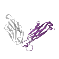 The deposited structure of PDB entry 1bd2 contains 1 copy of SCOP domain 48942 (C1 set domains (antibody constant domain-like)) in T cell receptor beta constant 2. Showing 1 copy in chain E.