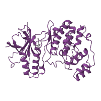 The deposited structure of PDB entry 1bmk contains 1 copy of SCOP domain 88854 (Protein kinases, catalytic subunit) in Mitogen-activated protein kinase 14. Showing 1 copy in chain A.