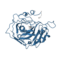 The deposited structure of PDB entry 1bn4 contains 1 copy of Pfam domain PF00194 (Eukaryotic-type carbonic anhydrase) in Carbonic anhydrase 2. Showing 1 copy in chain A.