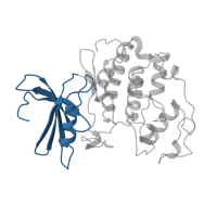 The deposited structure of PDB entry 1buh contains 1 copy of CATH domain 3.30.200.20 (Phosphorylase Kinase; domain 1) in Cyclin-dependent kinase 2. Showing 1 copy in chain A.