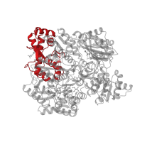 The deposited structure of PDB entry 1ce8 contains 4 copies of CATH domain 1.10.1030.10 (Carbamoyl Phosphate Synthetase; Chain A, domain 4) in Carbamoyl-phosphate synthase large chain. Showing 1 copy in chain A.