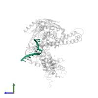 DNA (5'-D(*GP*CP*GP*GP*AP*AP*CP*TP*AP*CP*T)-3') in PDB entry 1clq, assembly 1, side view.