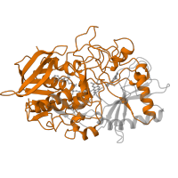 The deposited structure of PDB entry 1coy contains 1 copy of SCOP domain 51913 (FAD-linked reductases, N-terminal domain) in Cholesterol oxidase. Showing 1 copy in chain A.