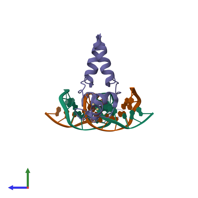 <div class='caption-body'><ul class ='image_legend_ul'> Tetrameric assembly 1 of PDB entry 1d66 coloured by chemically distinct molecules and viewed from the side. This assembly contains:<li class ='image_legend_li'>One copy of DNA (5'-D(*CP*CP*GP*GP*AP*GP*GP*AP*CP*AP*GP*TP*CP*CP*TP*CP*C P*GP*G)-3')</li><li class ='image_legend_li'>One copy of DNA (5'-D(*CP*CP*GP*GP*AP*GP*GP*AP*CP*TP*GP*TP*CP*CP*TP*CP*C P*GP*G)-3')</li><li class ='image_legend_li'>2 copies of PROTEIN (GAL4)</li><li class ='image_legend_li'>4 copies of CADMIUM ION</li></ul></div>
