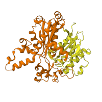 The deposited structure of PDB entry 1dd8 contains 8 copies of SCOP domain 53902 (Thiolase-related) in 3-oxoacyl-[acyl-carrier-protein] synthase 1. Showing 2 copies in chain A.