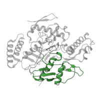 The deposited structure of PDB entry 1df1 contains 2 copies of CATH domain 3.90.440.10 (Nitric Oxide Synthase;Heme Domain; Chain A, domain 2) in Nitric oxide synthase, inducible. Showing 1 copy in chain A.