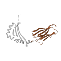 The deposited structure of PDB entry 1dlh contains 2 copies of CATH domain 2.60.40.10 (Immunoglobulin-like) in HLA class II histocompatibility antigen, DRB1 beta chain. Showing 1 copy in chain B.