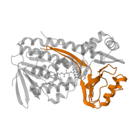 The deposited structure of PDB entry 1doc contains 1 copy of SCOP domain 54378 (PHBH-like) in p-hydroxybenzoate hydroxylase. Showing 1 copy in chain A.
