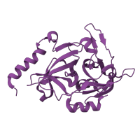 The deposited structure of PDB entry 1due contains 1 copy of SCOP domain 50495 (Prokaryotic proteases) in Exfoliative toxin A. Showing 1 copy in chain A.