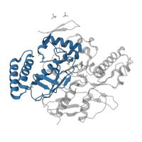 The deposited structure of PDB entry 1dwv contains 2 copies of CATH domain 3.90.340.10 (Nitric Oxide Synthase; Chain A, domain 1) in Nitric oxide synthase, inducible. Showing 1 copy in chain A.