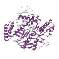 The deposited structure of PDB entry 1dwv contains 2 copies of Pfam domain PF02898 (Nitric oxide synthase, oxygenase domain) in Nitric oxide synthase, inducible. Showing 1 copy in chain A.