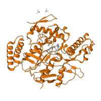 The deposited structure of PDB entry 1dwv contains 2 copies of SCOP domain 56513 (Nitric oxide (NO) synthase oxygenase domain) in Nitric oxide synthase, inducible. Showing 1 copy in chain A.